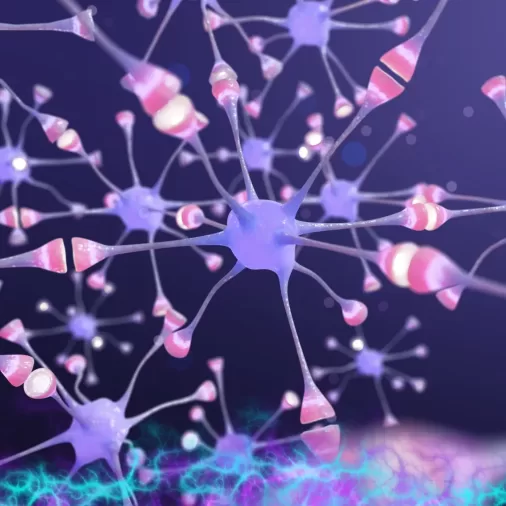 Central Nervous System This is an image of neuron.